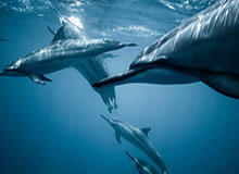 如果家人陷入澳门六合彩相关赌博,最有效的求助路径是这3步:越快看懂越安全